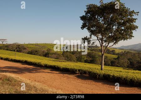 Plantations de thé, district de Thyolo, Malawi, Afrique Banque D'Images