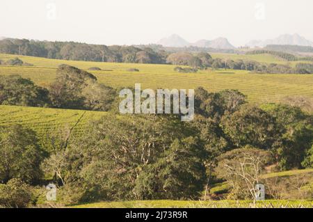 Plantations de thé surplombées par Mt Mulanje, district de Thyolo, Malawi, Afrique - magnifique paysage vallonné Banque D'Images