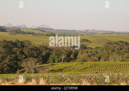 Plantations de thé surplombées par Mt Mulanje, district de Thyolo, Malawi, Afrique - magnifique paysage vallonné Banque D'Images