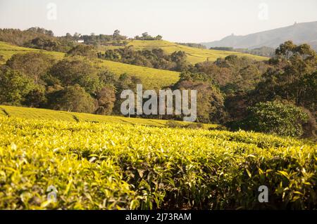 Plantations de thé surplombées par Mt Mulanje, district de Thyolo, Malawi, Afrique - magnifique paysage vallonné Banque D'Images