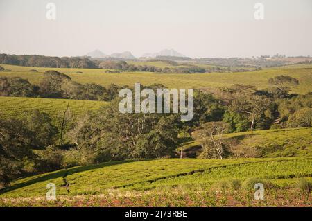 Plantations de thé surplombées par Mt Mulanje, district de Thyolo, Malawi, Afrique - magnifique paysage vallonné Banque D'Images