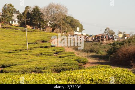 Plantations de thé dominées par le Mont Mulanje, district de Thyolo, Malawi, Afrique - Banque D'Images