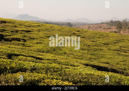 Plantations de thé surplombées par Mt Mulanje, district de Thyolo, Malawi, Afrique - magnifique paysage vallonné Banque D'Images