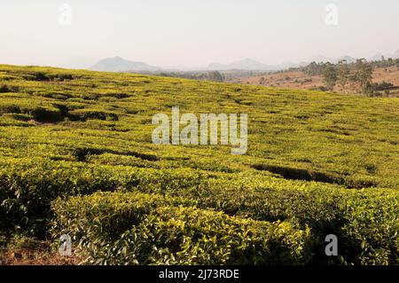 Plantations de thé surplombées par Mt Mulanje, district de Thyolo, Malawi, Afrique - magnifique paysage vallonné Banque D'Images