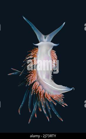 Vue ventrale d'une limace marine opalescente colorée (Hermissenda crassicornis) rampant sous la surface de l'eau Banque D'Images