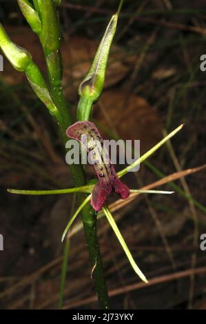 Les orchidées de langue (Cryptostylis Subulata) ressemblent à leur nom suggère - une langue - avec des bourgeons de goût! Réserve Flora de Baluk Willam à Belgrave, Victoria. Banque D'Images