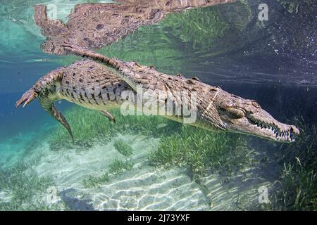 Crocodile américain (Crocodylus acutus), baignade, Jardines de la Reina, Cuba, mer des Caraïbes, Caraïbes Banque D'Images