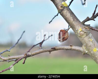 La photo montre un symptôme typique de la pourriture brune de pomme (Monilia fructigena) appelée „momies crevettes“ Banque D'Images