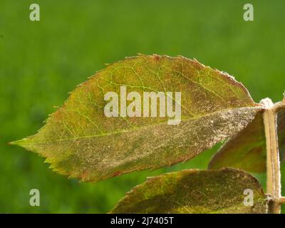 la photo montre la croissance du mélis blanc poudreux sur les feuilles de rose Banque D'Images