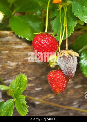 La photo montre un gros plan de Botrytis fruit Rot ou de la moule grise de fraises Banque D'Images