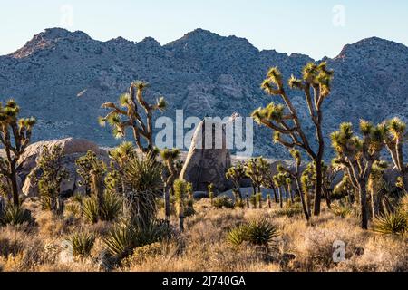 Des arbres et des rochers de Joshua Tree dans le parc national de Joshua Tree. Banque D'Images