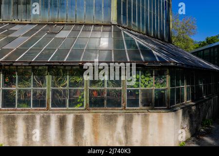 Détails avec des plantes à l'intérieur d'une vieille maison métallique et rouillée de vert. Banque D'Images