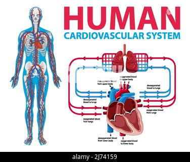 Schéma illustrant l'illustration du système cardiovasculaire humain Illustration de Vecteur