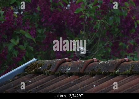 Rare blackbird avec leucisme, manque de pigmentation. Banque D'Images