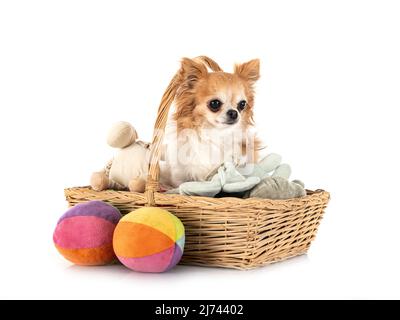 Peu chihuahua in front of white background Banque D'Images