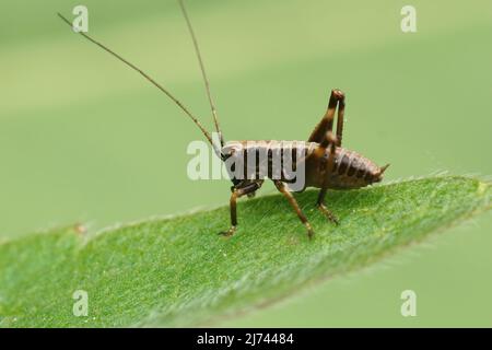 Gros plan sur les nymphes bruns du cricket de Dark Bush, Pholidoptera griseoaptera assis sur une paille de gazon dans le jardin Banque D'Images