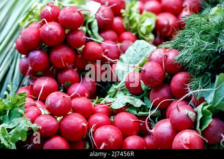 Des petits pains de radis rouges sur le comptoir du marché Banque D'Images