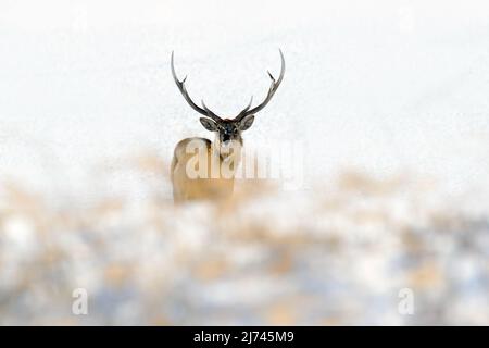 Hokkaido sika cerf, Cervus nippon yesoensis, dans la neige blanche, scène d'hiver et animal avec bois dans l'habitat naturel, Japon Banque D'Images