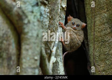 Portrait du Tarsier spectral, spectre de Tarsius, du Parc national de Tangkoko, Sulawesi, Indonésie, dans le grand arbre de ficus Banque D'Images