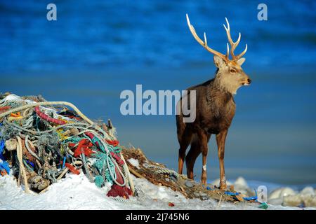 Hokkaido sika cerf, Cervus nippon yesoensis, dans la côte avec bleu foncé mer, déchets de corde, animal avec bois dans la nature et l'habitat urbain, Hokkaido Banque D'Images