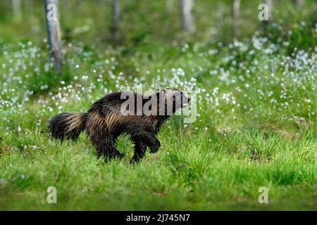 Courir tenace Wolverine en Finlande tajga Banque D'Images