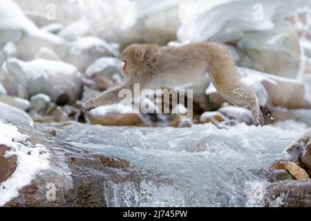 Macaque japonais singe, Macaca fuscata, saut à travers la rivière d'hiver, pierre à neige en arrière-plan, HokkaidÃ³, Japon Banque D'Images