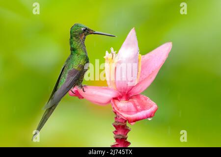 Hummingbird Empress Brilliant, Heliodoxa imperatrix, assis sur une belle fleur rose, Tatama, Colombie. Scène de la faune de la forêt tropicale. Rose bluo Banque D'Images