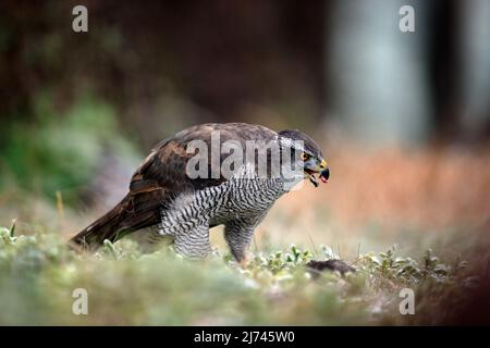 Oiseau de proie Goshawk, Accipiter gentilis, nourrissant tuer l'écureuil foncé dans la forêt Banque D'Images