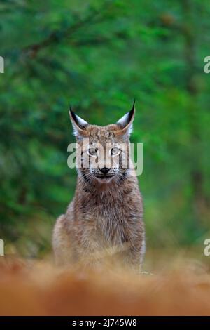 Lynx eurasien, portrait de chat sauvage assis forêt verte Banque D'Images