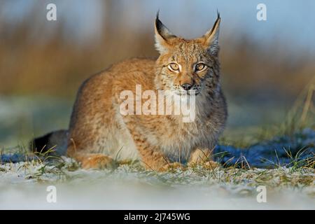 Portrait du chat eurasien Lynx sur la neige en hiver Banque D'Images