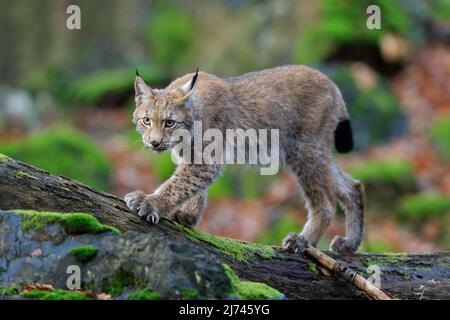 Chat sauvage marche lynx boréal en forêt verte Banque D'Images