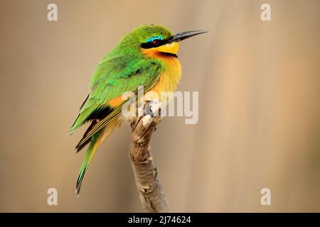 Oiseau vert et jaune Little Bee-eater, Merops pusillus, parc national de Chobe, Botswana Banque D'Images