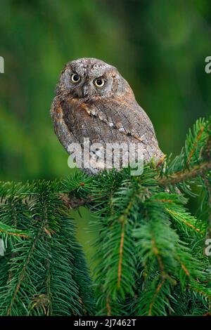 Petite oiseau Scops Owl, Otus Scips, sitting sur l'épinette Banque D'Images