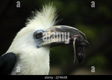 Portratit d'oiseau Hornbill à couronne blanche, Berenicornis comatus, avec la souris au bec Banque D'Images