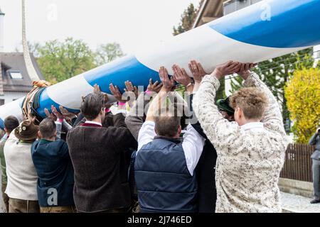 01 mai 2022, Bavière, Perchting: Les membres de la fraternité Perchting élèvent leur maypole sur la place du village de Perchting. Photo: Matthias balk/dpa Banque D'Images