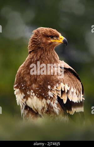 Oiseaux de proie sur la prairie avec forêt d'automne en arrière-plan. Aigle steppé, Aquila nipalensis, assis dans l'herbe sur la prairie, Norvège. Aigle avec Banque D'Images