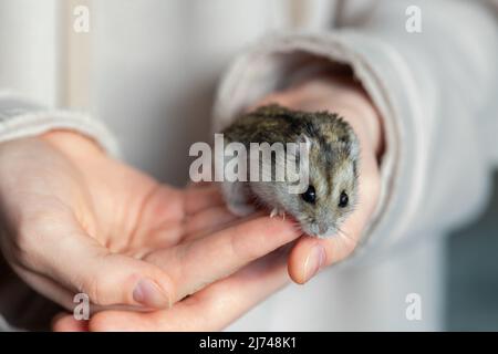 La fille tient le hamster dans ses mains. Les mains de l'enfant avec un hamster de près. Photo de haute qualité Banque D'Images