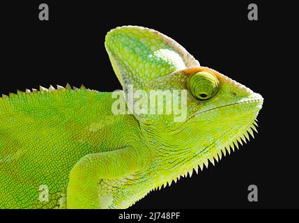 Caméléon sur fond noir isolé. Illustration Reptile verte. Banque D'Images