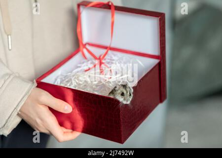 Drôle de hamster peeking hors de la boîte cadeau rouge, foyer sélectif. Photo de haute qualité Banque D'Images