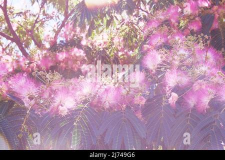 Calliandra surinamensis en pépinière de jardinage. Fond violet naturel en fleurs. Banque D'Images