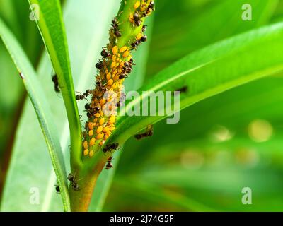 Colonie de pucerons de l'oléande jaune (Aphis nerii) protégés par des fourmis Banque D'Images