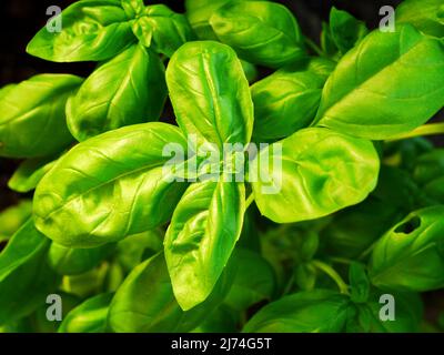 la photo montre des feuilles de basilic frais dans la maison verte Banque D'Images