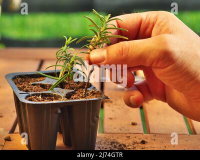 la photo montre une main tenant une coupure (avec de nouvelles racines fraîches) de biseautage de romarin Banque D'Images