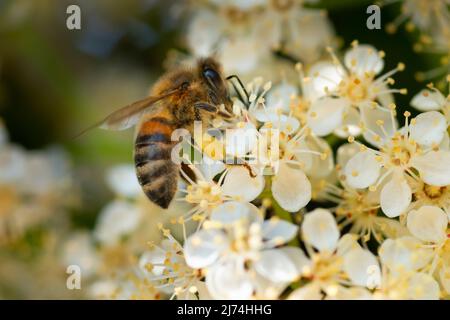 Italie, Lombardie, pollen de rassemblement d'abeilles sur la Photinia, Photinia fraseri, fleurs Banque D'Images