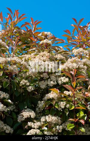 Italie, Lombardie, Photinia, Photinia fraseri, fleurs Banque D'Images