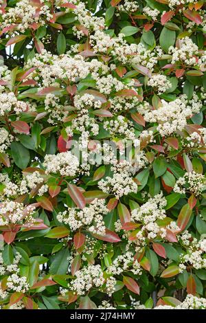 Italie, Lombardie, Photinia, Photinia fraseri, fleurs Banque D'Images