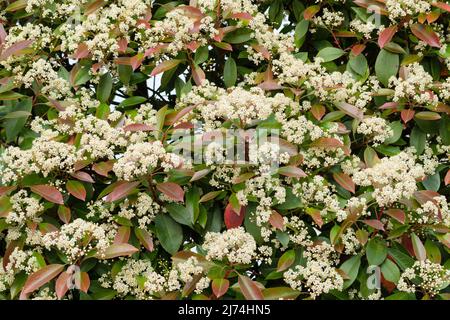 Italie, Lombardie, Photinia, Photinia fraseri, fleurs Banque D'Images