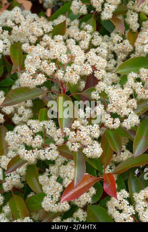 Italie, Lombardie, Photinia, Photinia fraseri, fleurs Banque D'Images