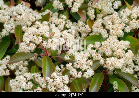 Italie, Lombardie, Photinia, Photinia fraseri, fleurs Banque D'Images