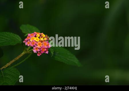 Gros plan de la fleur de lantana avec arrière-plan flou . Banque D'Images